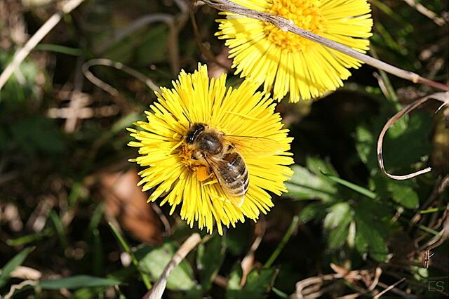 Biene auf Huflattich