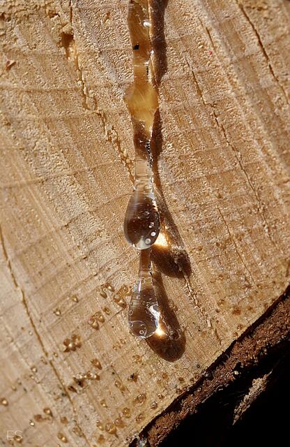 Harztropfen an geschlagenem Holz