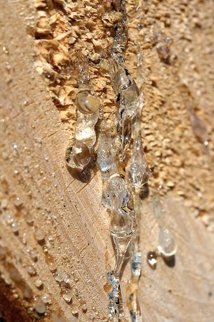 Harztropfen an geschlagenem Holz