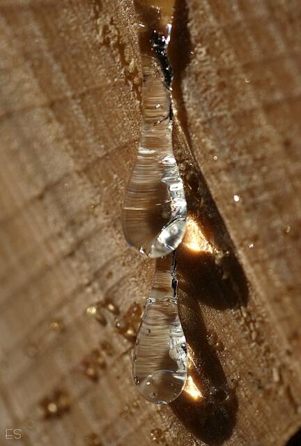 Harztropfen an geschlagenem Holz