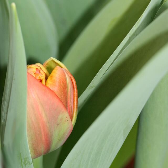 Und bei mir im Treppenaufgang gehen die ersten Tulpen in einer Pflanzschale auf