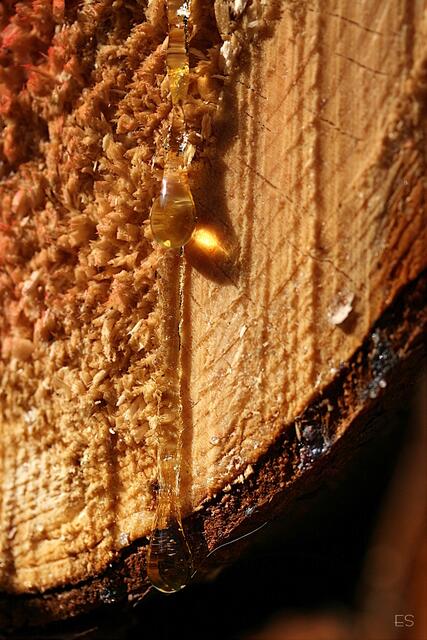 Harztropfen an geschlagenem Holz