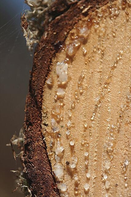 Harztropfen an geschlagenem Holz