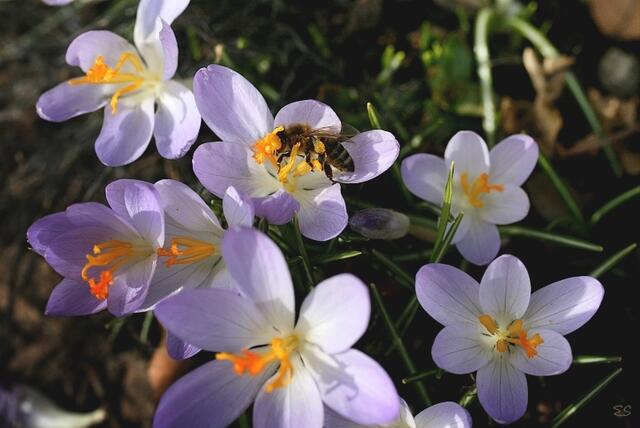 Bienen finden erste Nahrung