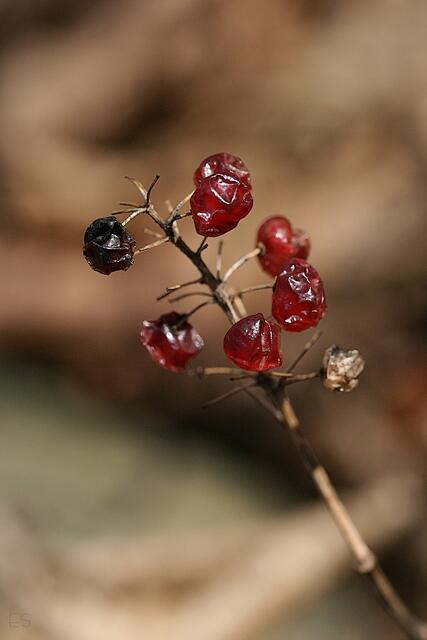 Gefriergetrocknete Beeren der Schattenblume