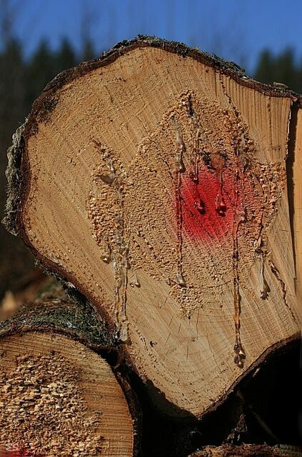 Blutendes Holz