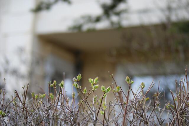 Knospen statt Häuser