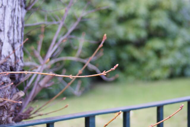 Zarte Triebe dem Frühling zuliebe
