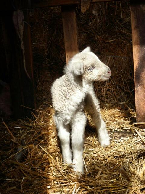 "Wo ist meine Mama?"
