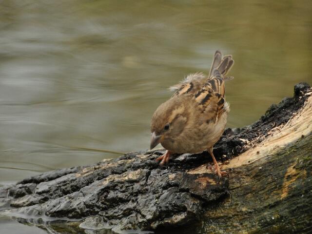 Ein kleiner Spatz