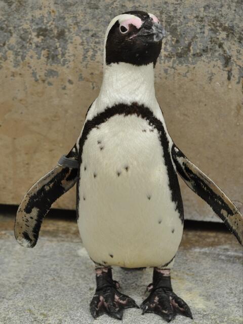 Die Pinguine finden das Wetter super