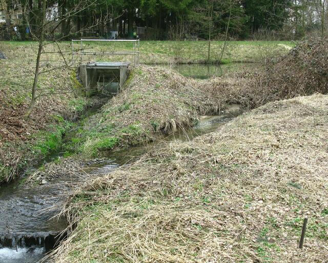 Krötenwanderung, Biotop und Bornsbach