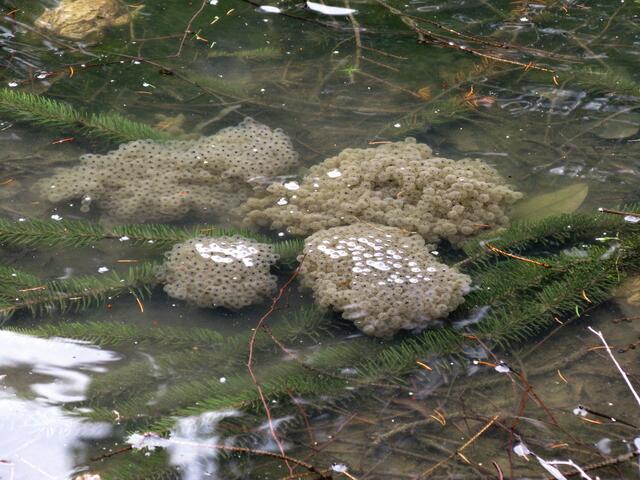 Krötenwanderung und Biotop, der Froschlaich im Krötenteich