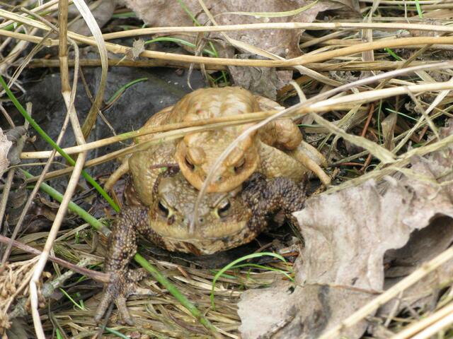 Krötenwanderung und Biotop, noch ein Pärchen