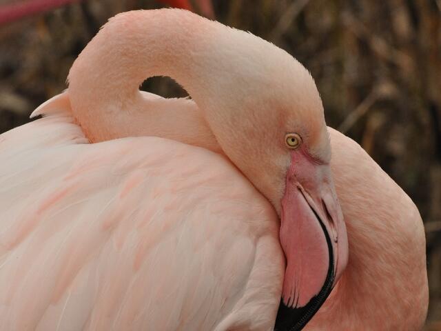 Die Flamingos beim Frühjahrsputz