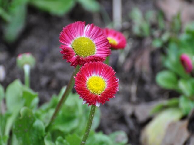 Die Blumen blühen