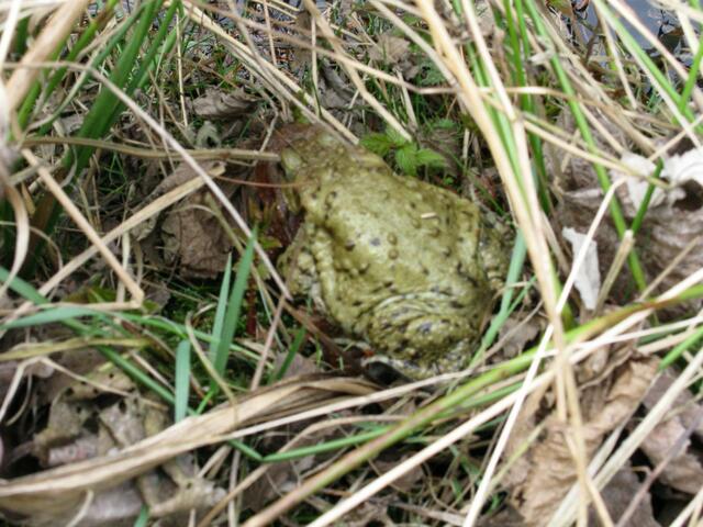 Krötenwanderung und Biotop, grün wie das Gras