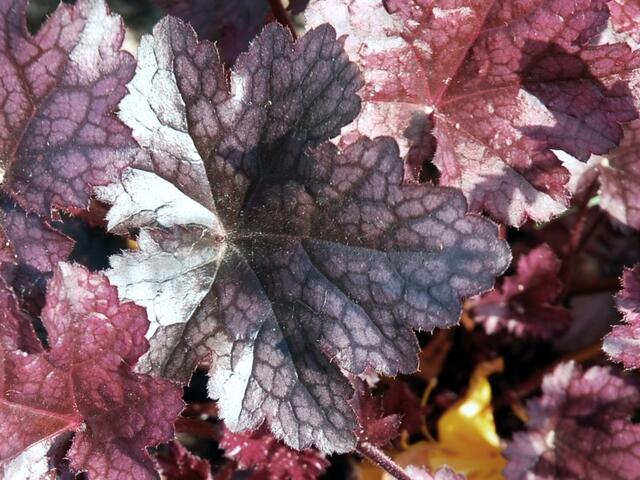 Heuchera cappucino Nr. 3 > > >