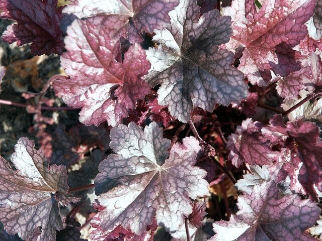 Heuchera cappucino Nr. 1 > > >