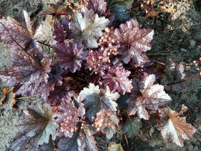 Heuchera cappucino Nr. 2 > > >