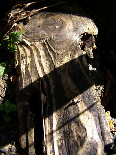 So ein Licht und Schattenspiel