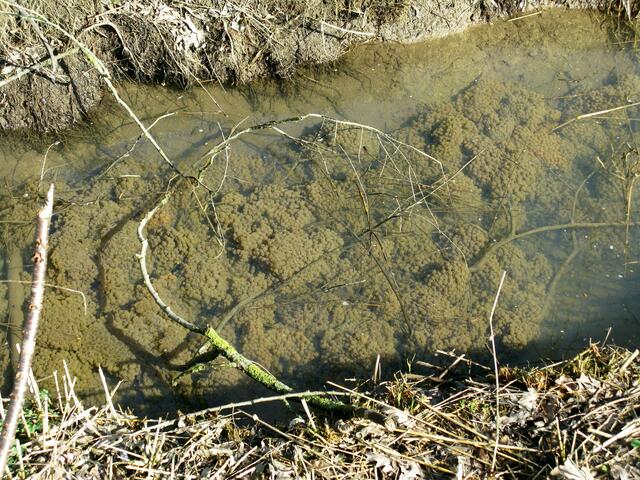 Amphibien- Froschlaich im Salzbödetal, Bild vom 30. März 2010