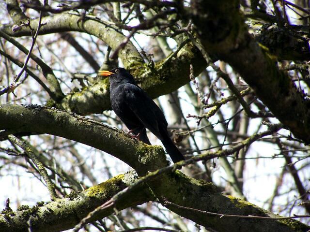 Die Amsel singt mit viel Gefühl