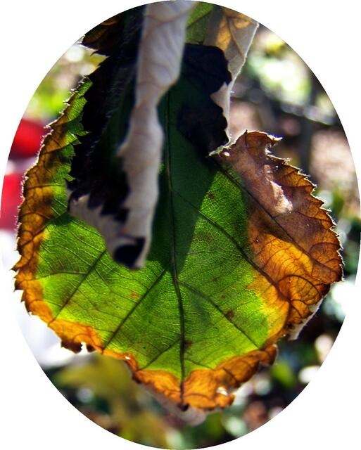 wie manch Blatt auch gerne mal