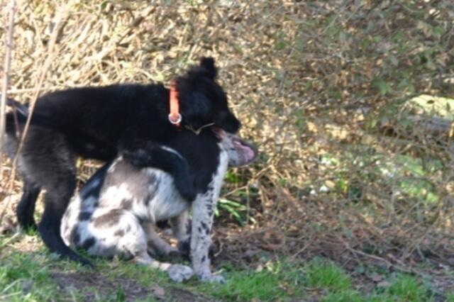 DIR WERD ICHS ZEIGEN !