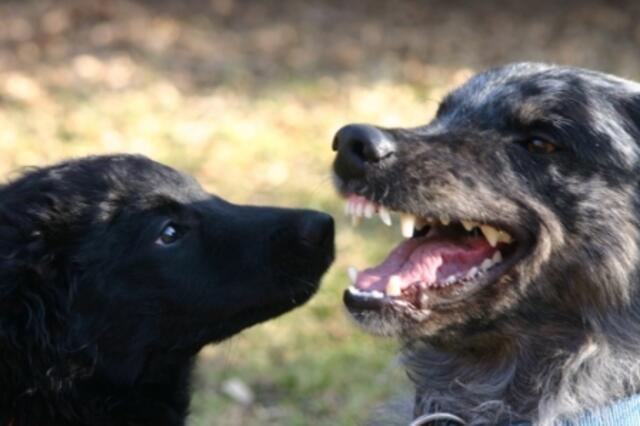 LEVITEN.....MEHR SAG ICH NICHT