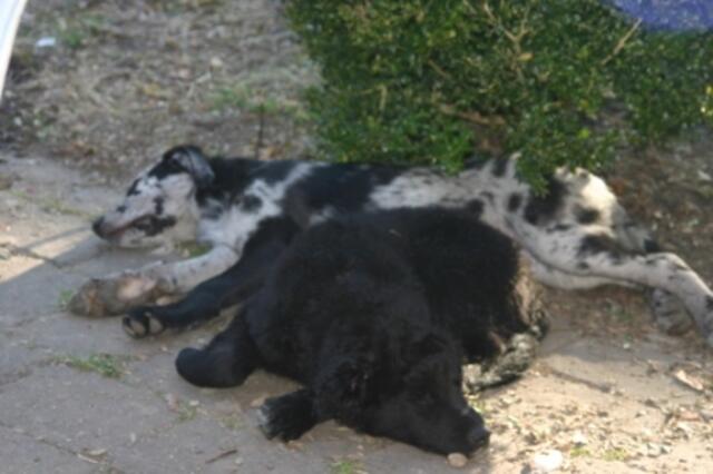 ICH HAB SIE ERLEDIGT !