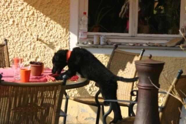 WAS TRINKEN DENN .........