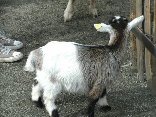 Meine Lieblingsziege