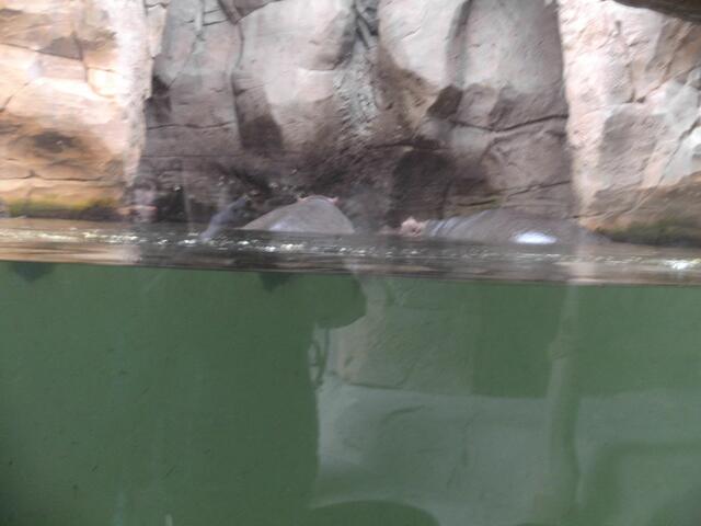 Wer genau hinschaut, kann die Ohren der Nilpferde sehen