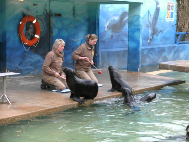 Fütterung der "Raubtiere"