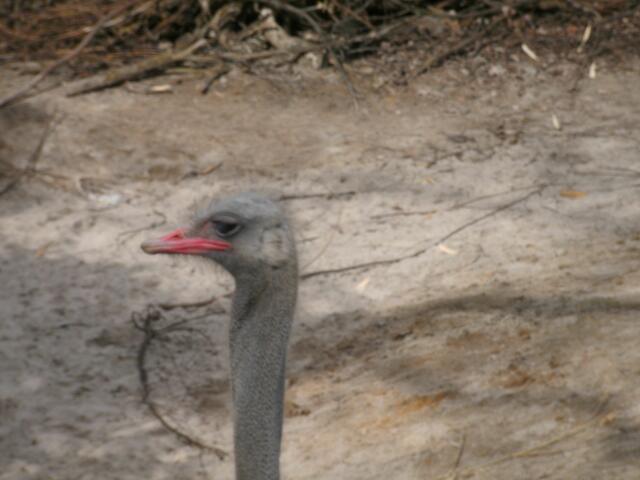 Ich bin es ... der Strauß!
