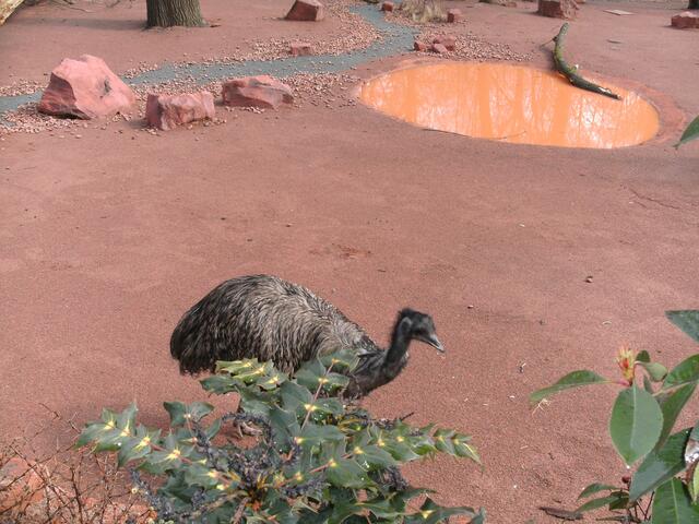 Emu