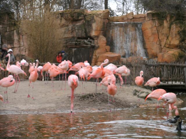 Die verschieden Färbung der Flamingos hängt mit dem Ursprungsland zusammen
