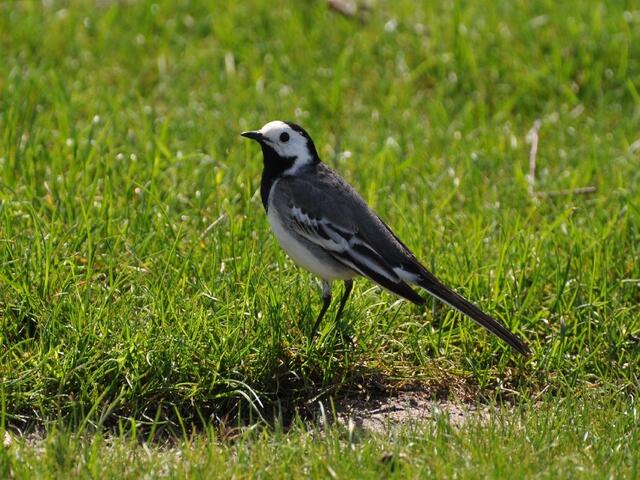 Der wohl größte Greifvogel der Welt der Meerstampfer oder doch Bachstelze