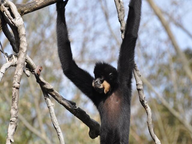 Die Gibbons