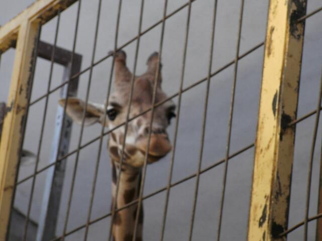 Sie hat den Augenaufschlag einer Lady