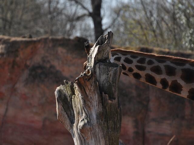 Ich habe mich versteckt - Was bin ich?