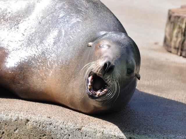 Waaaaaaaaaaaaaaa!