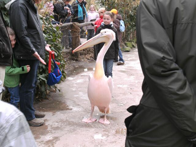 Ganz zutraulich der Pelikan