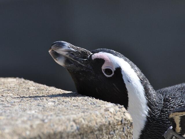 Bin ich müüüüüüüde