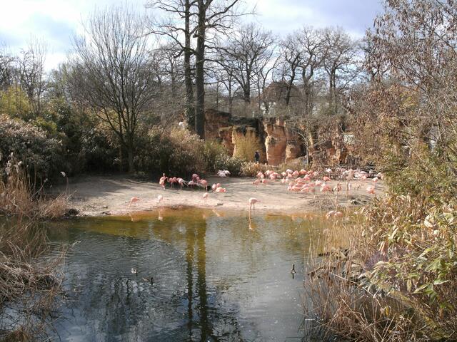 Flamingos in der Ferne