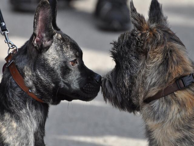 Der Anfang einer wunderbaren Freundschaft