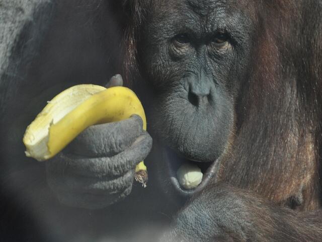 So eine Banane ist schon was Feines