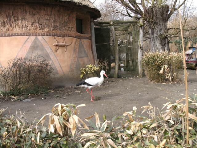 Er ist dort zu Hause