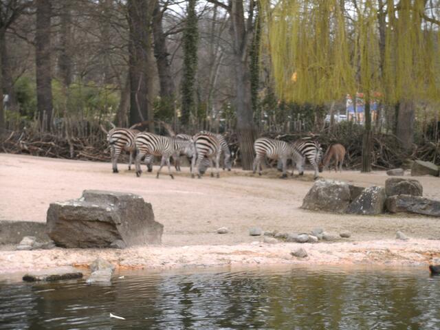 Zebras